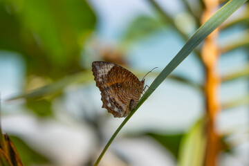 Common Palmfly Butterfly in natural native habitat, Bentota Beach, Sri Lanka