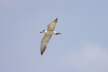 Fototapeta na wymiar Whiskered Tern in flight seen in natural native habitat, Bentota Beach, Sri Lanka