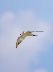 Whiskered Tern in flight seen in natural native habitat, Bentota Beach, Sri Lanka