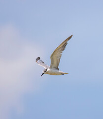 Whiskered Tern in flight seen in natural native habitat, Bentota Beach, Sri Lanka
