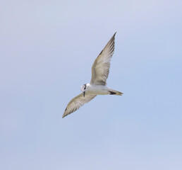 Fototapeta na wymiar Whiskered Tern in flight seen in natural native habitat, Bentota Beach, Sri Lanka