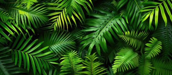This close-up shot showcases a bunch of vibrant green leaves from a tropical fern plant. The intricate details and texture of the leaves are highlighted in this image. - obrazy, fototapety, plakaty