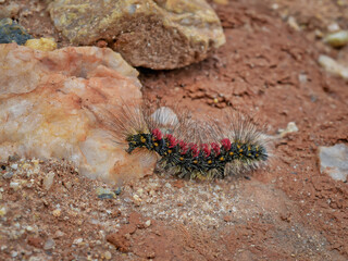 Black and red caterpillar known as Gypsy Month Caterpillar, photographed in Esmeraldas, Minas Gerias.