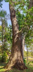 Bursera simaruba, a tree native to tropical regions of the Americas, photographed in Caldas Novas park in the municipality of Goias, Brazil.