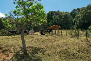Farm with lots of vegetation around and a small corral with some cattle around, all in the middle of mountains, in the Jardim das Oliveiras neighborhood, Esmeraldas, Minas Gerais, Brazil