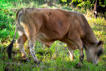 Gersey cow, photographed on a farm pasture in Esmeraldas, Minas Gerais.