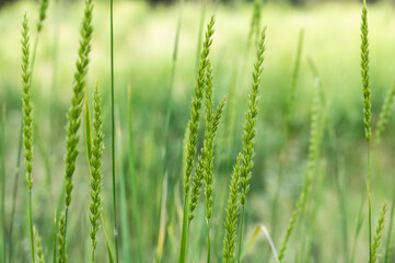 Fototapeta na wymiar Fluffy Green Grasses Stand Tall In Summer