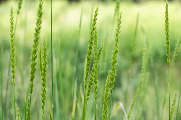Crédence de cuisine en verre imprimé Chaîne Teton Fluffy Green Grasses Stand Tall In Summer