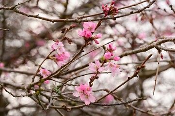 Beautiful cherry blossoms in early spring. Victoria, Vancouver Island, British Columbia, Canada