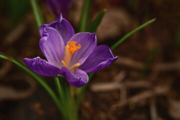 Gentle and bright crocus flowers, first signs of sprint in Victoria, Vancouver Island, British Columbia, Canada