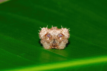 Frontal photograph of a vulnerable Debeer’s Bolas Spider (Cladomelea debeeri) in the wild