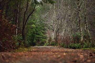 Mystic paths and landscapes in autumn parks