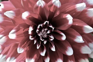 Foto op Canvas dahlia flower closeup © Katie