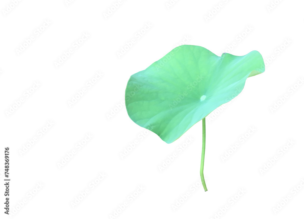 Canvas Prints lotus leaf or waterlily leaf isolated on white background with clipping paths.