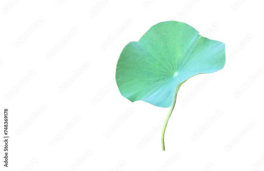 Wall mural lotus leaf or waterlily leaf isolated on white background with clipping paths.