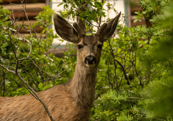 Small Male Deer Pops Up On The North Rim Of Grand Canyon