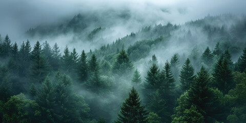 Foggy forest landscape