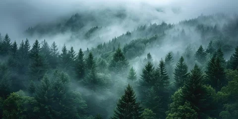 Fotobehang Foggy forest landscape © piai