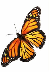 Butterfly with orange wings on a white background
