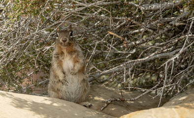 Squirrel Pauses For Photo At The Edge of Bushes On Angels Landing