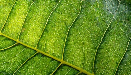 Obraz premium Textura hoja planta verde