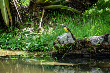 Great Kiskadee Yellow Bird in Rio De Janeiro Brazil