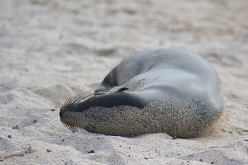 Fototapeta premium Lobo Marino en Galapagos Ecuador