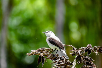 Masked Water Tyrant Black and White Bird in Tree Looking at Sun in Rio De Janeiro Brazil
