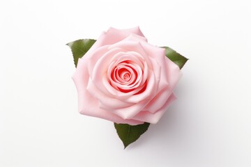 light pink rose blossom on white background