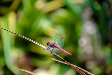 Red Dragonfly Perched on Grass at Botanical Garden of Brazil