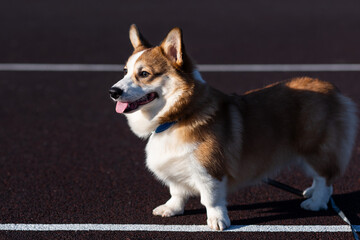 Portrait of a Pembroke Welsh Corgi puppy on a sunny day. He stands and looks to the side, sticking out his tongue. Happy little dog. Concept of care, animal life, health, show