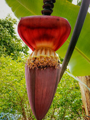 Photograph of a Banana flower, the popular Umbigo de Banana, in a farm yard in Esmeraldas.