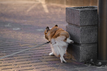 Pembroke Welsh Corgi puppy walks on a sunny day. He raised his paw and peed on a concrete urn....