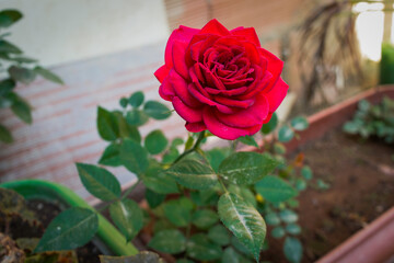 Red rose photographed in a backyard located in the rural region of the Jardim das Oliveiras neighborhood, municipality of Esmeraldas, Minas Gerais.