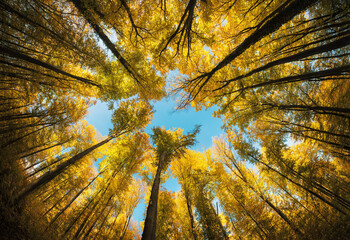 Autumnal sunlit tree canopy with yellow foliage framing the blue sky. A super wide angle shot showing the majestic scale of the forest