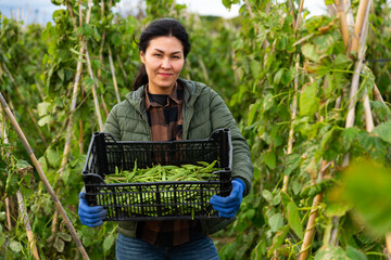 Positive asian woman farmer harvesting and puts beans in a plastic box at a farm field