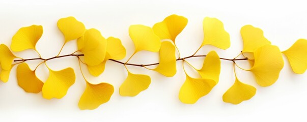yellow ginkgo leaves on a white silk	