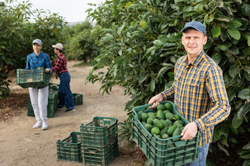 Happy skilled young male gardener in plaid shirt holding green organic avocado fruits on farm in...