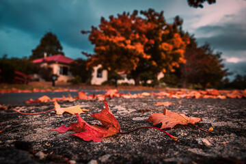The view of the fallen maple leaves in a cottage in Tarraleah town in Tasmania in the dusk