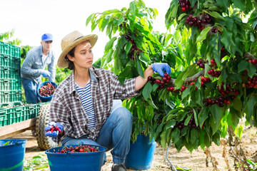 Portrait of woman gardener with large bucket picking sweet cherry from tree at orchard
