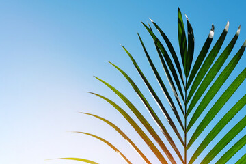 Palm leaves in clear blue sky. Summer, tropical and palm sunday background.