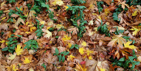 Banner with autumn theme full of dry leaves
