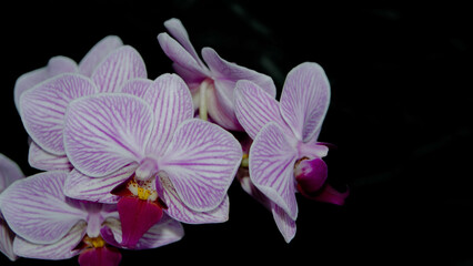 Fototapeta na wymiar Orquídea 