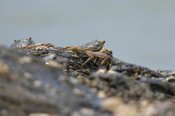 Crabs on rocks along the Indian Ocean coastline in natural native habitat, Bentota Beach, Sri Lanka