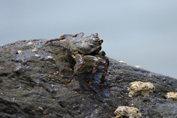 Crabs on rocks along the Indian Ocean coastline in natural native habitat, Bentota Beach, Sri Lanka