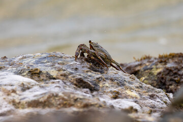 Crabs on rocks along the Indian Ocean coastline in natural native habitat, Bentota Beach, Sri Lanka