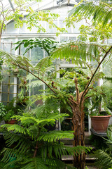 Fototapeta na wymiar Victorian Greenhouse Indoor Jungle - Northampton Massachusetts 