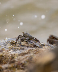 Crabs on rocks along the Indian Ocean coastline in natural native habitat, Bentota Beach, Sri Lanka