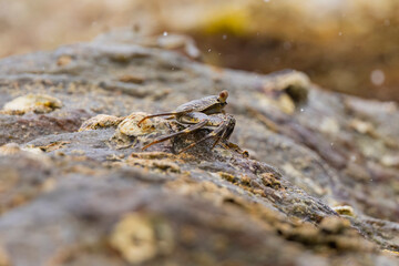 Crabs on rocks along the Indian Ocean coastline in natural native habitat, Bentota Beach, Sri Lanka