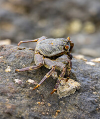 Crabs on rocks along the Indian Ocean coastline in natural native habitat, Bentota Beach, Sri Lanka
